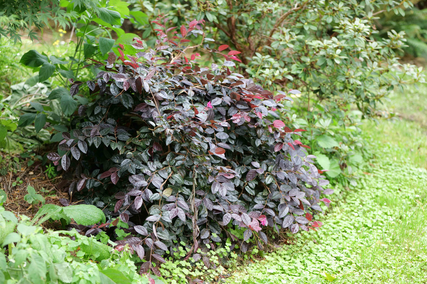 Loropetalum Firedance