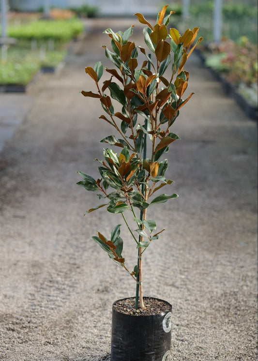 Magnolia Grandiflora Super Gem in a bag in a nursery setting on a gravel path