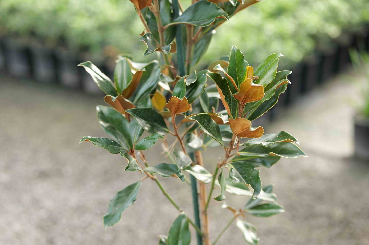 Magnolia Grandiflora Super Gem