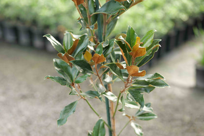 Magnolia Grandiflora Super Gem