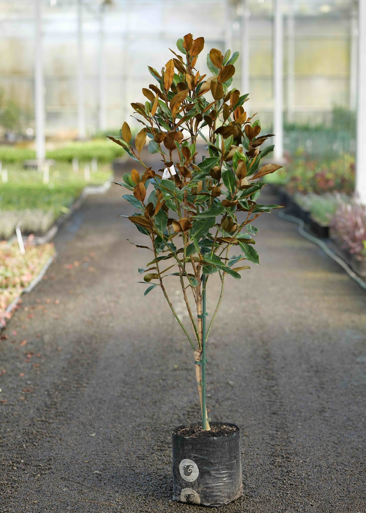 A Magnolia Kay Parris with green and brown leaves standing in a black nursery pot on a gravel path inside a greenhouse.