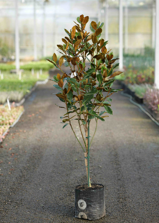 A Magnolia Kay Parris with green and brown leaves standing in a black nursery pot on a gravel path inside a greenhouse.