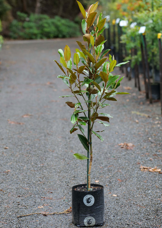 Magnolia Little Gem