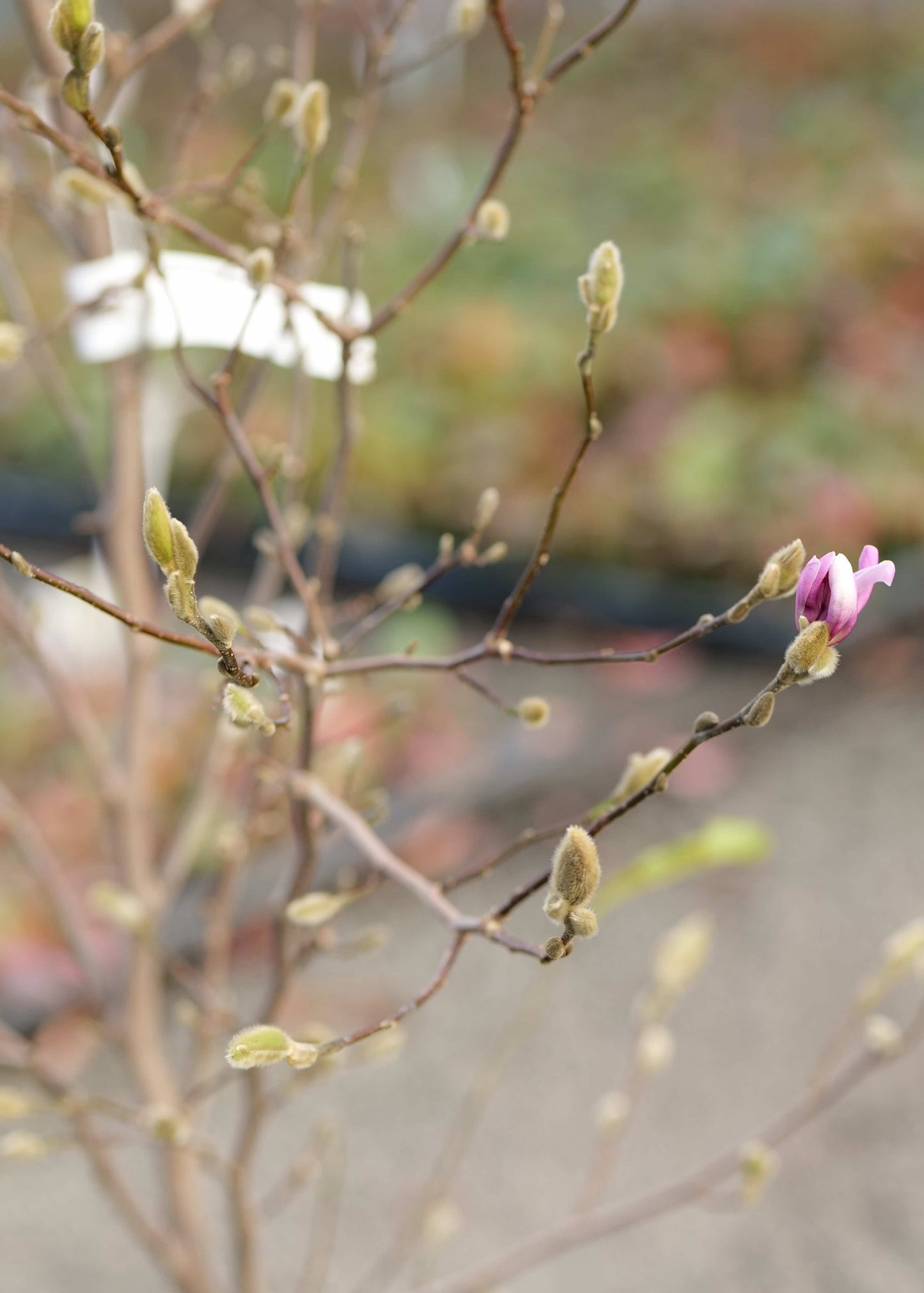 Magnolia Waterlily buds with one light pink flower with a blurred background. 