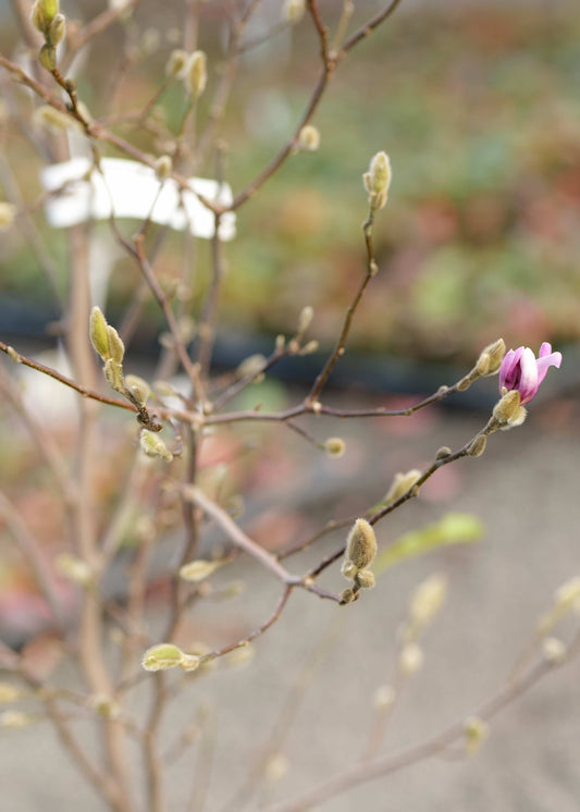 Magnolia Waterlily buds with one light pink flower with a blurred background. 