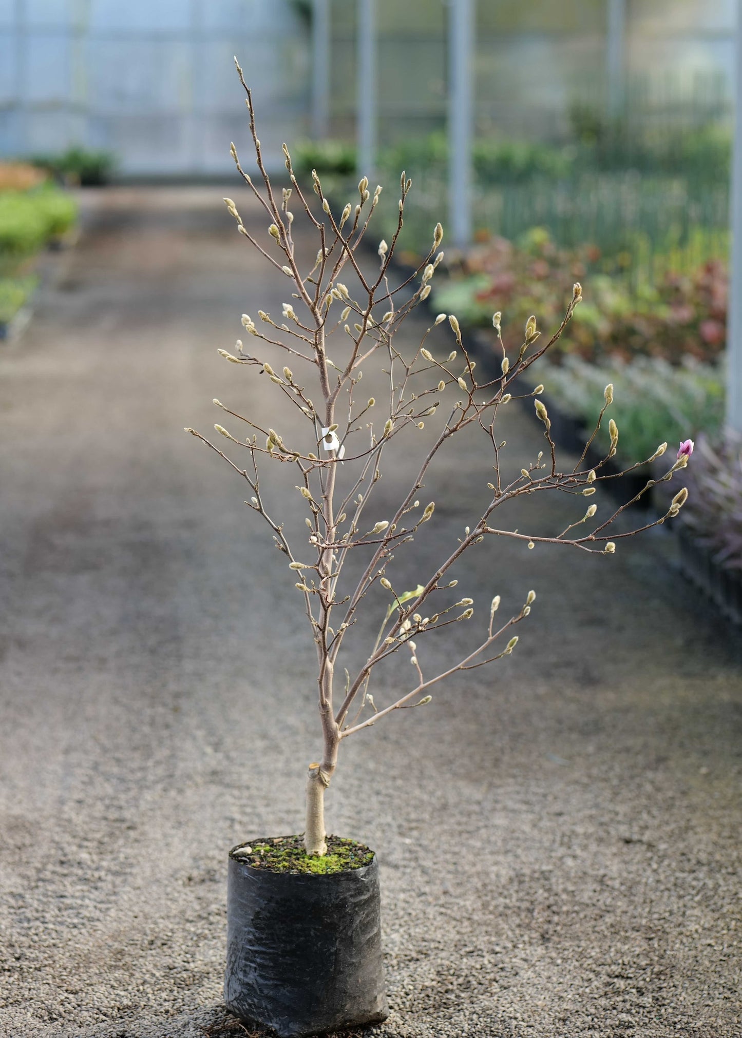 Magnolia Waterlily tree bagged showing fresh buds with a blurred background