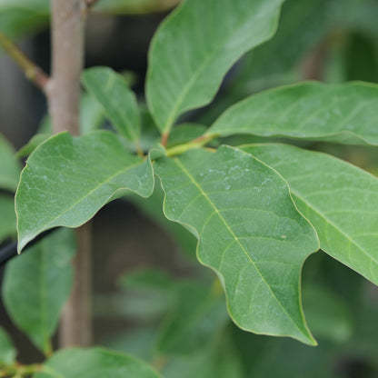 Magnolia Strawberry Fields
