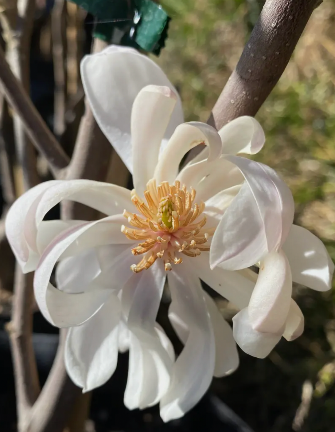 Magnolia Waterlily