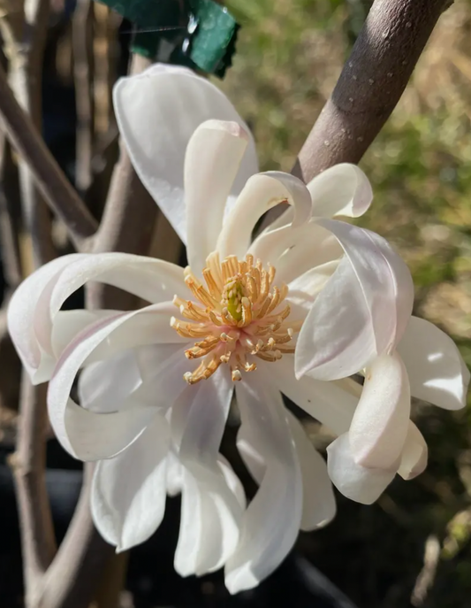 Magnolia Waterlily