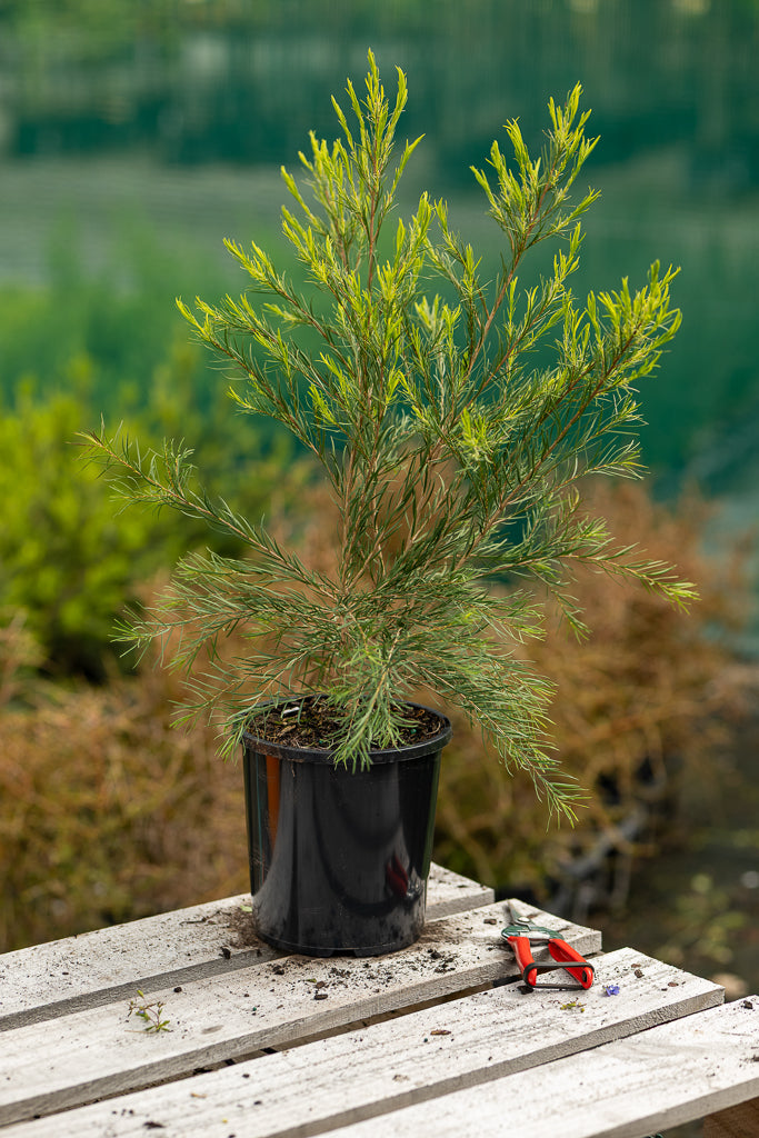Melaleuca Bracteata