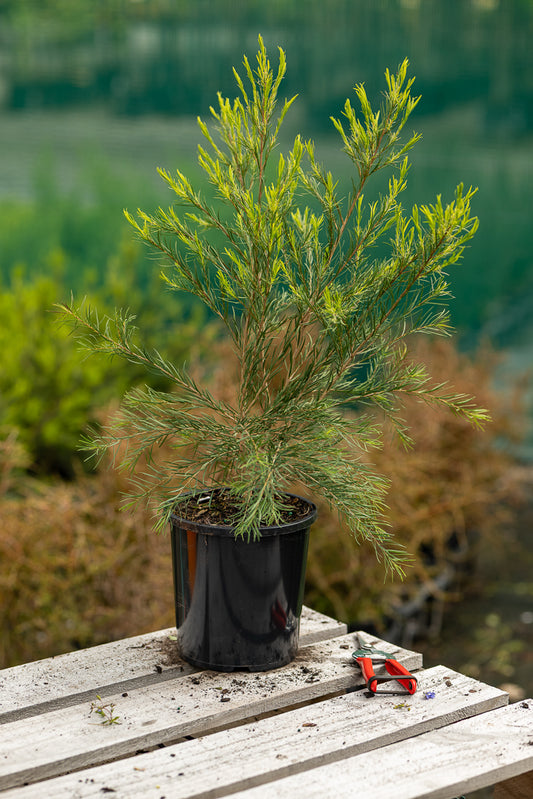 Melaleuca Bracteata