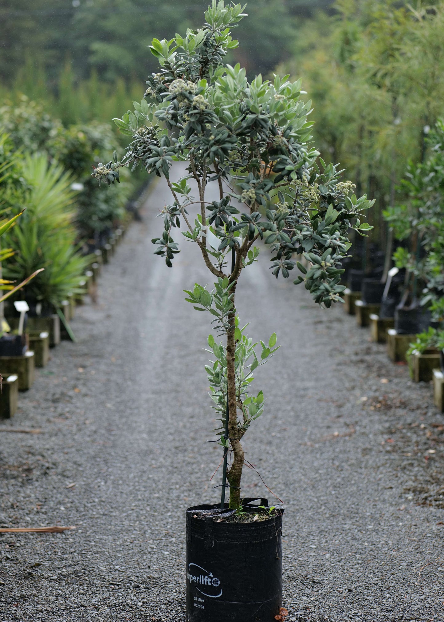 Metrosideros Excelsa