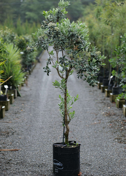 Metrosideros Excelsa