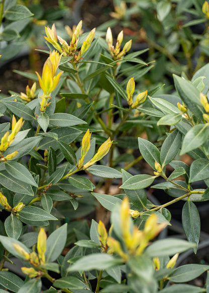 Metrosideros Maungapiko