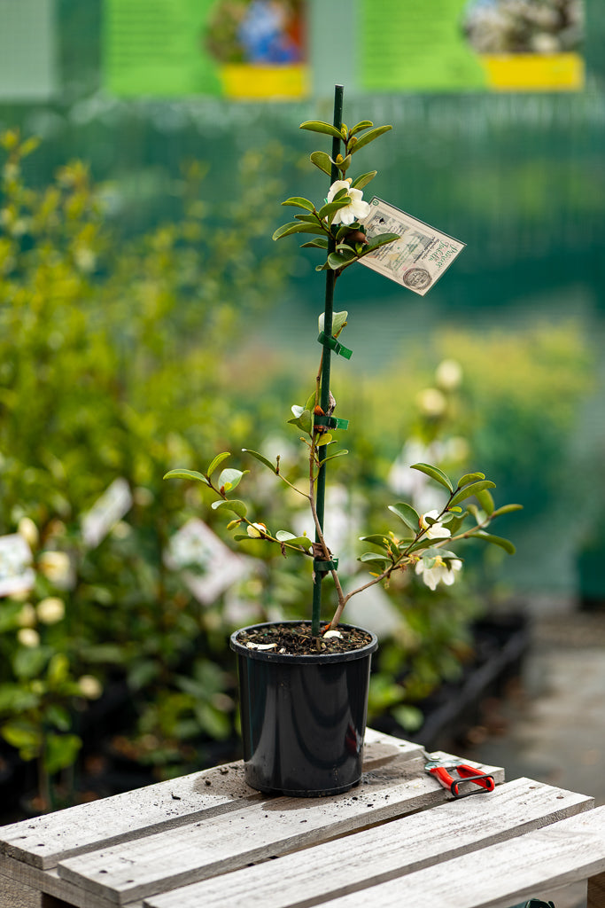 Michelia Princess Isabella