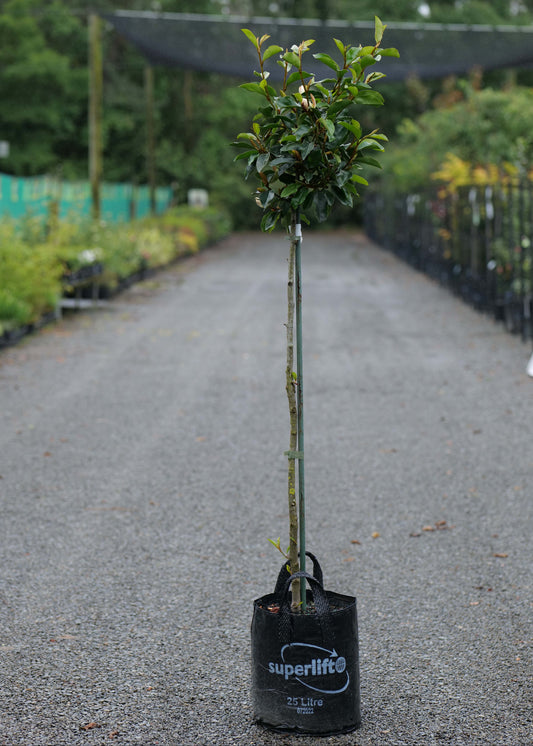 Michelia Princess Cinderella