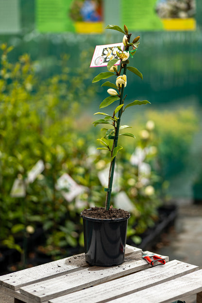 Michelia Princess Cinderella