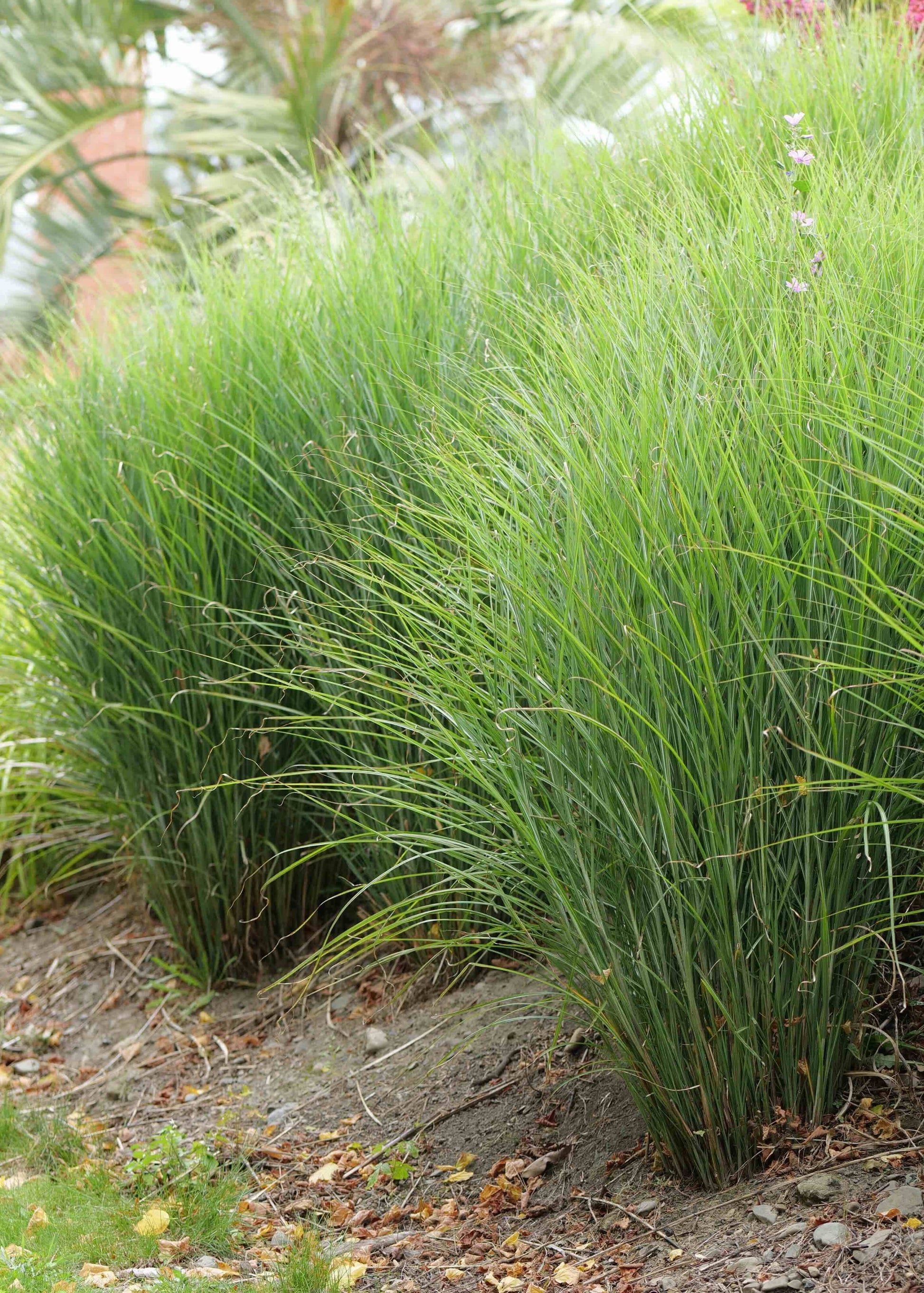 Tall green grasses in a garden setting with blurred background