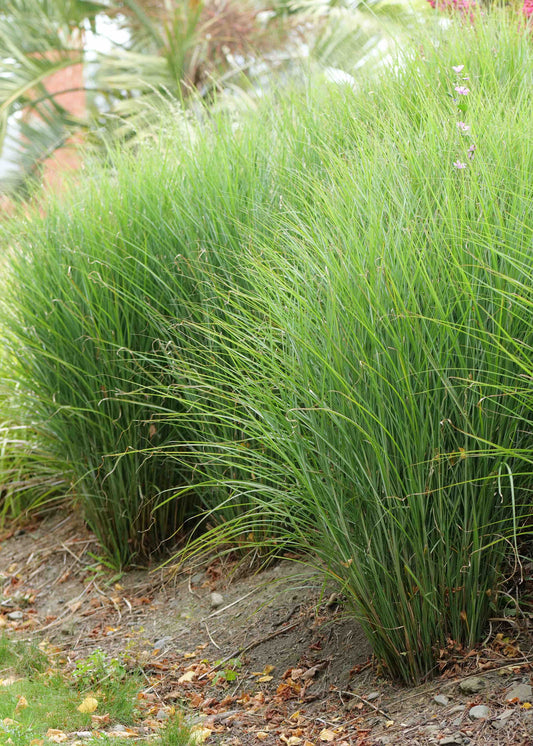 Miscanthus Sinensis