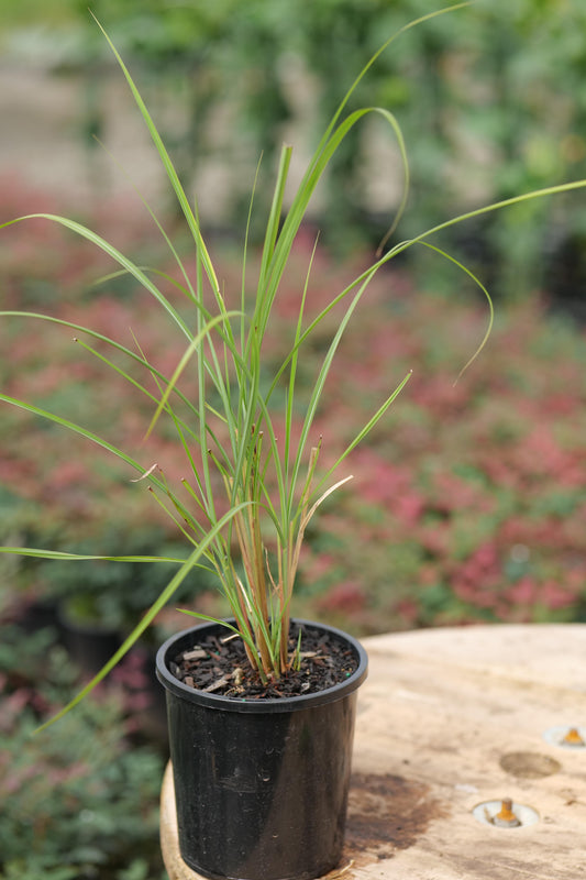 Miscanthus Sinensis
