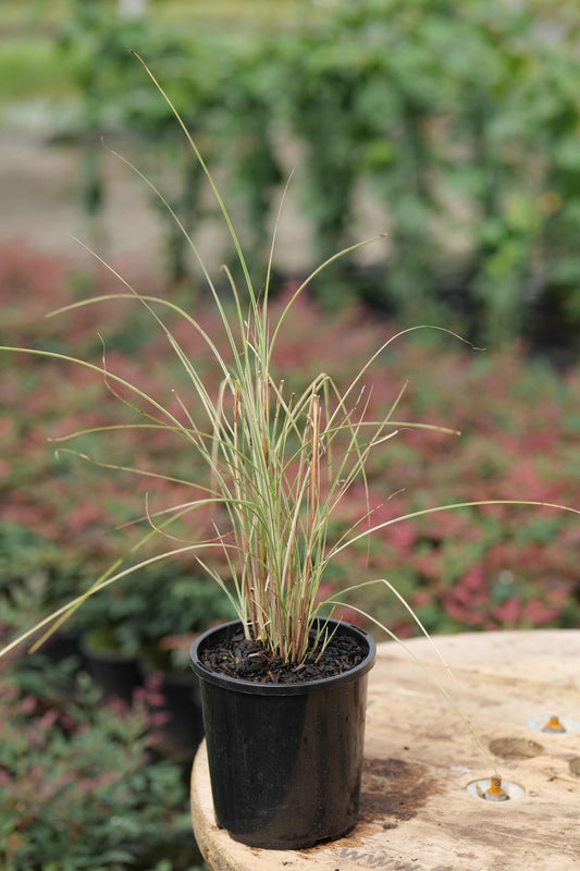 Miscanthus Sinensis Variegata