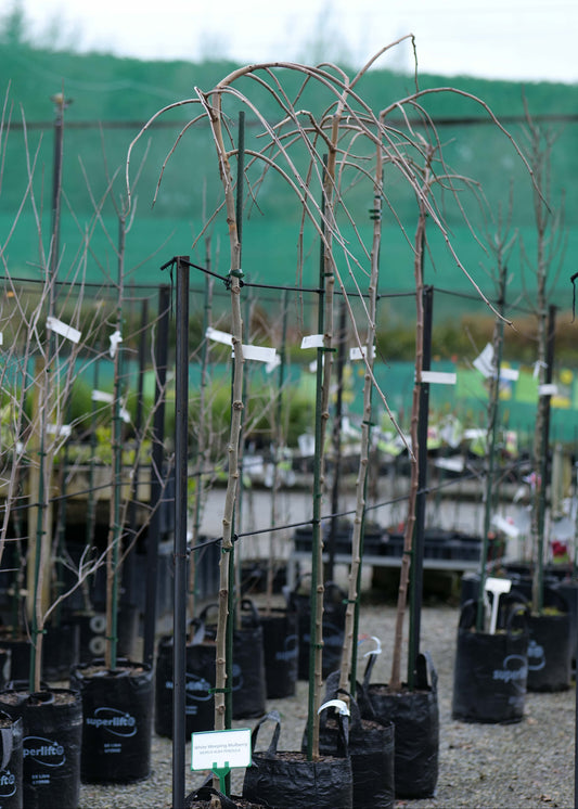 A nursery row of bare, pruned Weeping Mulberry tree in black plastic bags, supported by metal stakes, with a green fence and hill in the background.