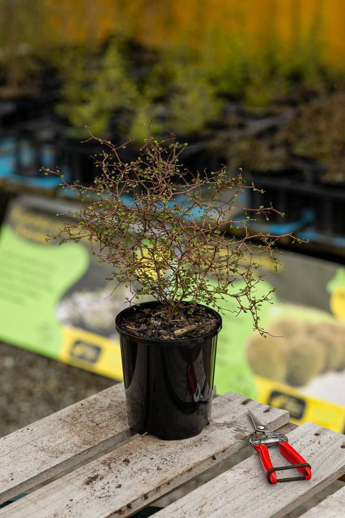 Muehlenbeckia Astonii