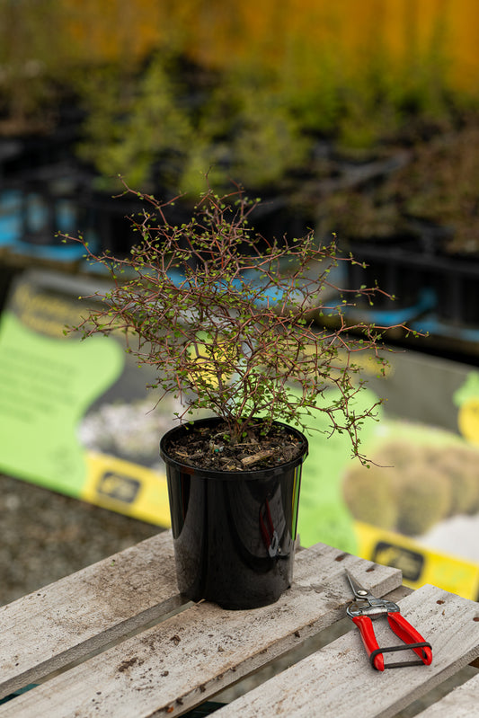 Muehlenbeckia Astonii