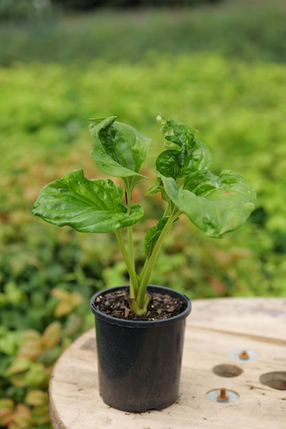 Small potted plant of Chatham Island Forget Me Not on a wooden surface with a blurred green background