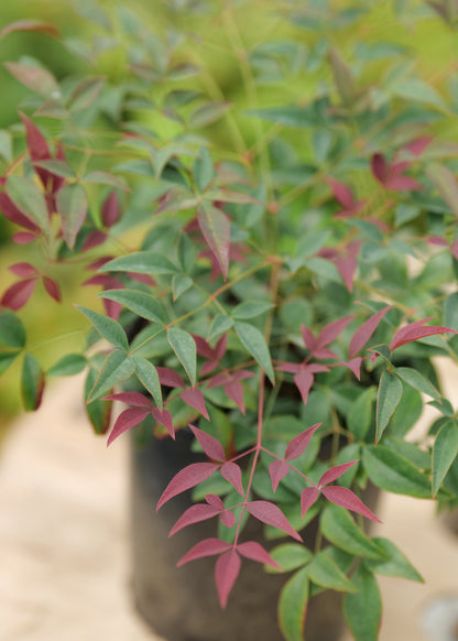 Nandina Flirt