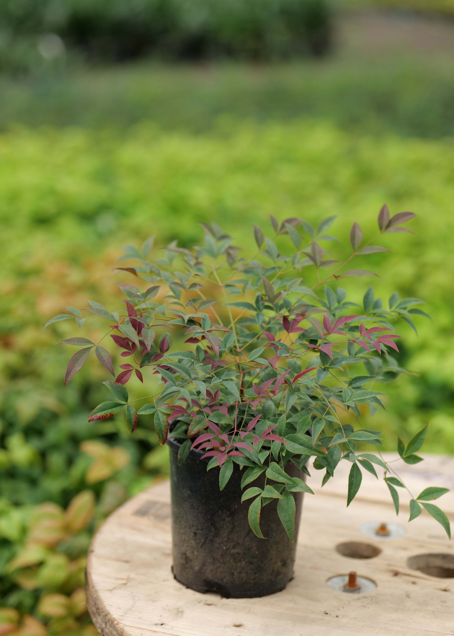 Nandina Flirt