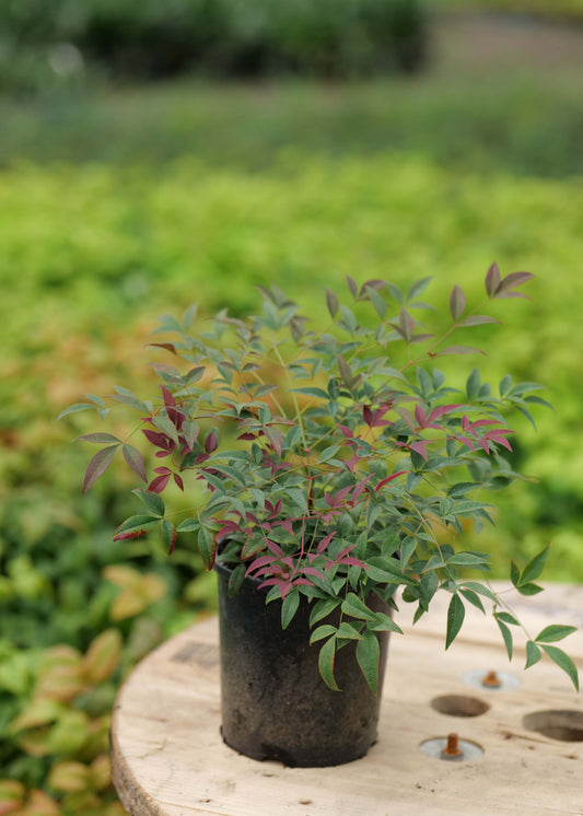 Nandina Flirt