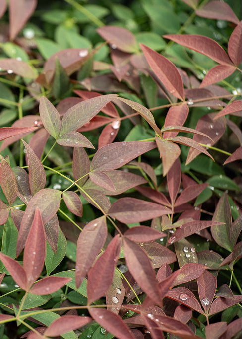 Nandina Obsession