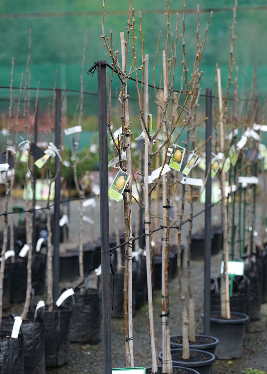 A row of Nashi Nijiseiki in black nursery pots, each supported by a stake and tagged, photographed in a nursery or garden center setting.