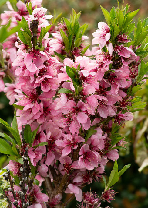 Nectarine Flavourzee