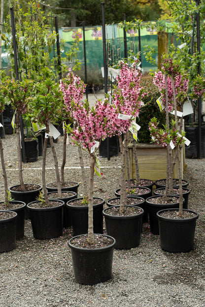 Nectarine Flavourzee