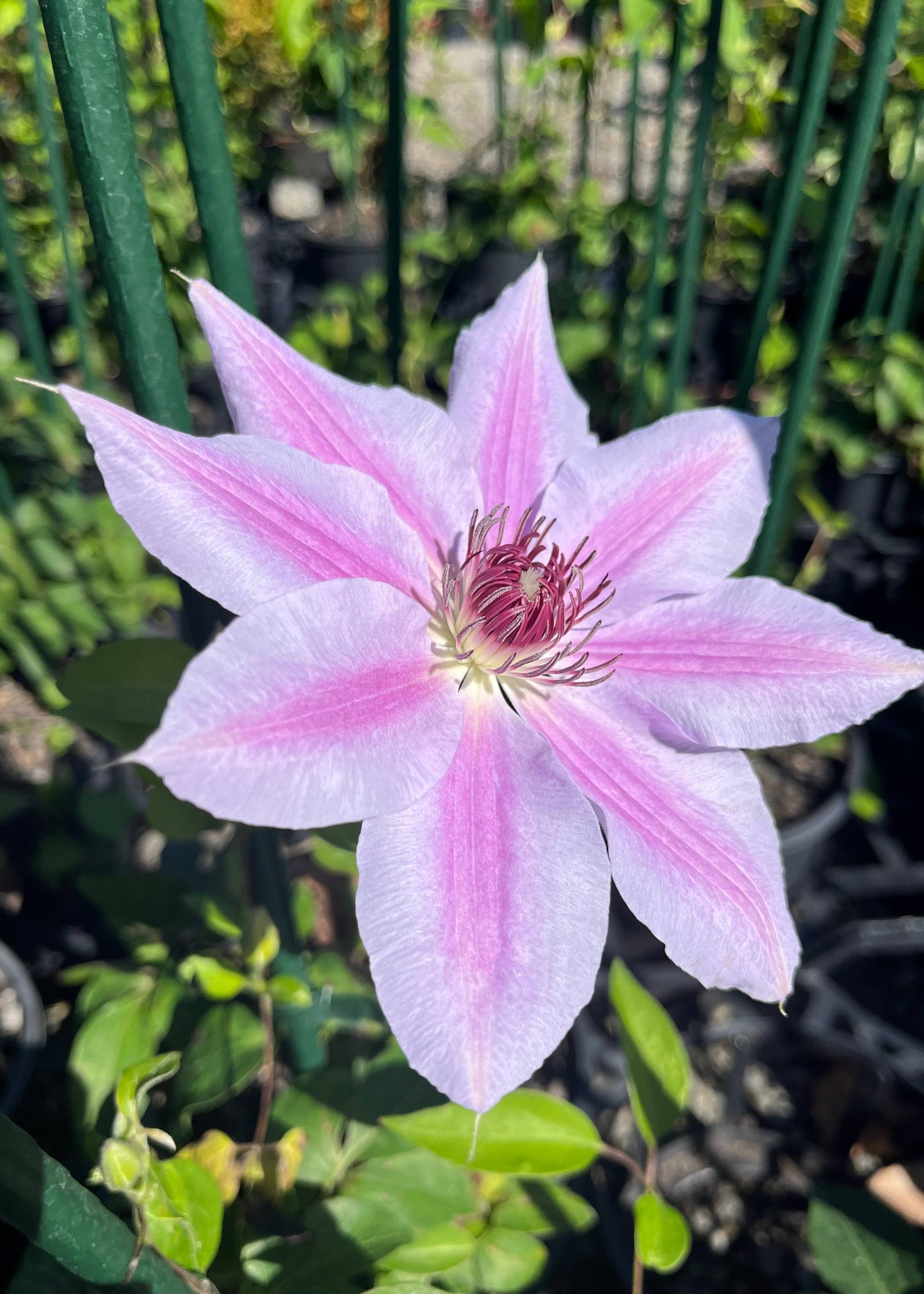 Pink flower with green leaves in a natural setting