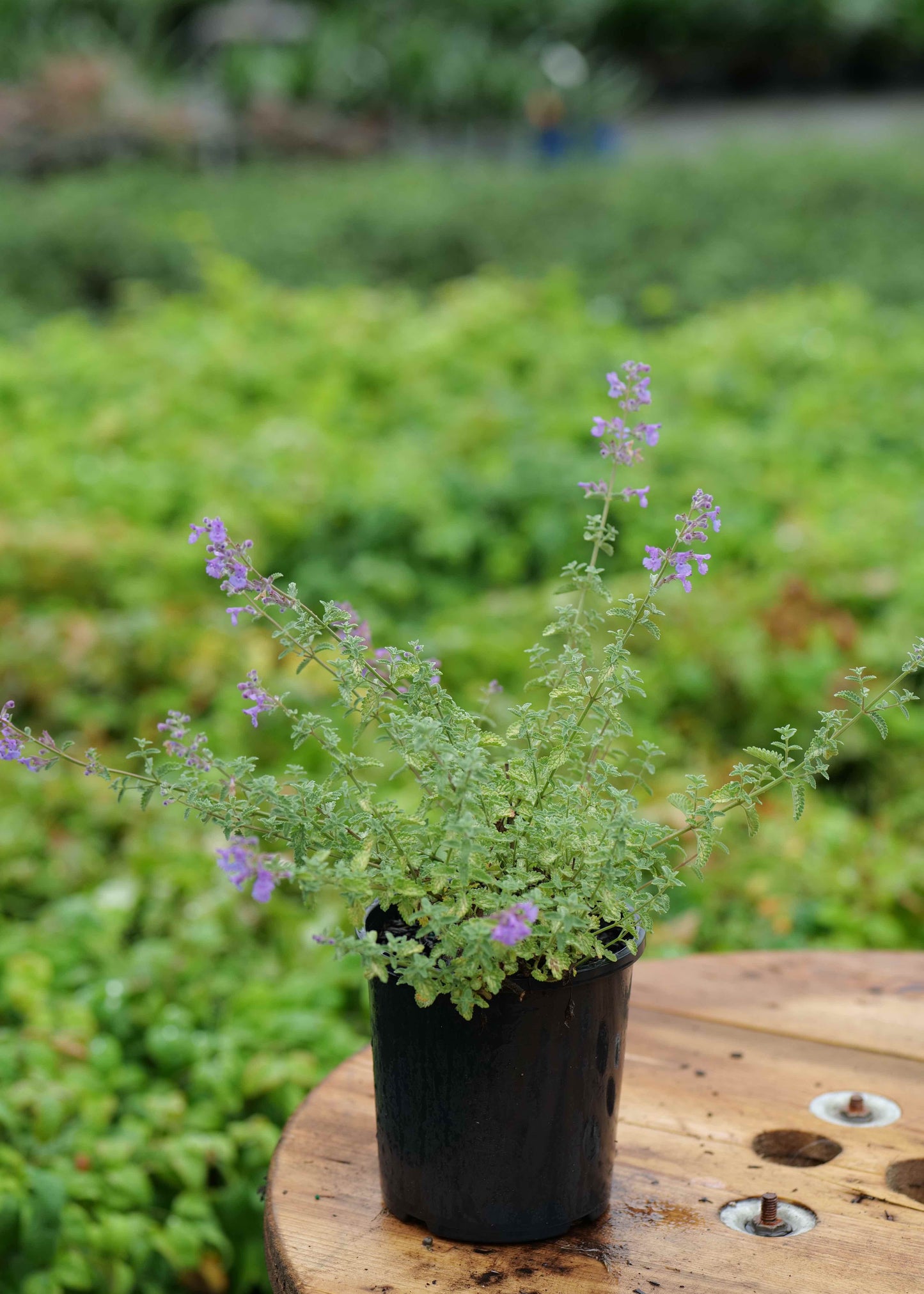 Nepeta Blue Wonder