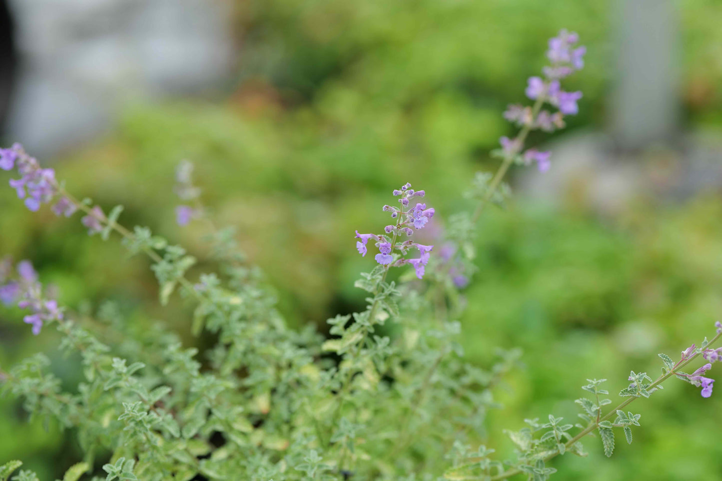 Nepeta Blue Wonder