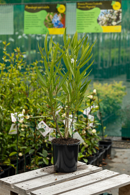 Nerium Oleander Madonna