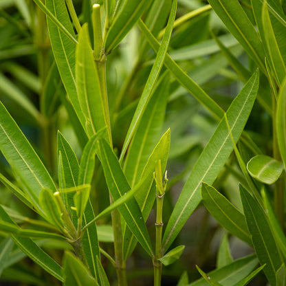 Nerium Oleander Madonna