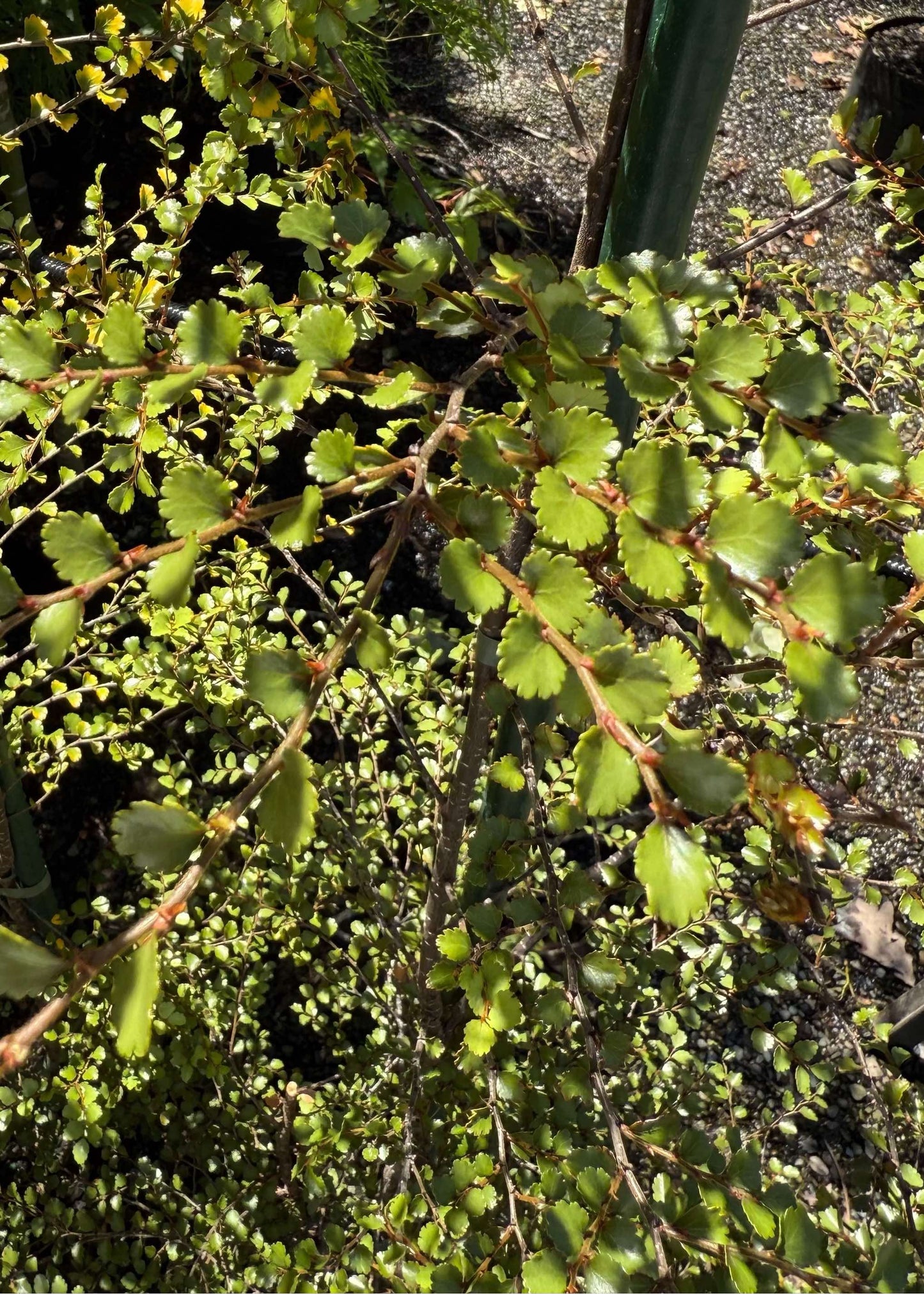 Nothofagus Menziesii