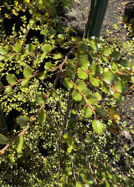 Nothofagus Menziesii