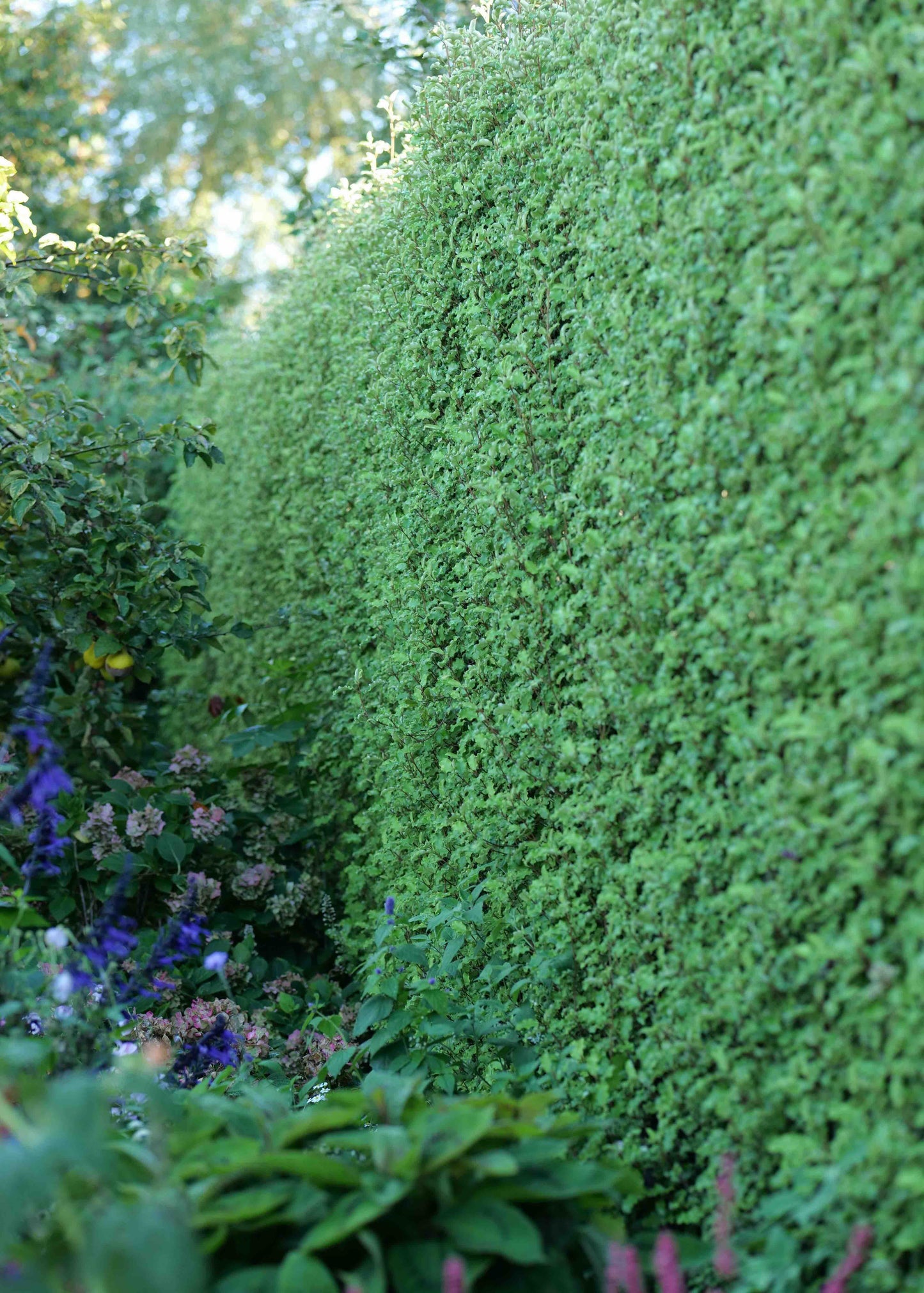 Tall green hedge of Olearia Paniculata in a garden setting with other plants and flowers.