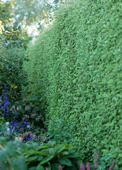 Tall green hedge of Olearia Paniculata in a garden setting with other plants and flowers.