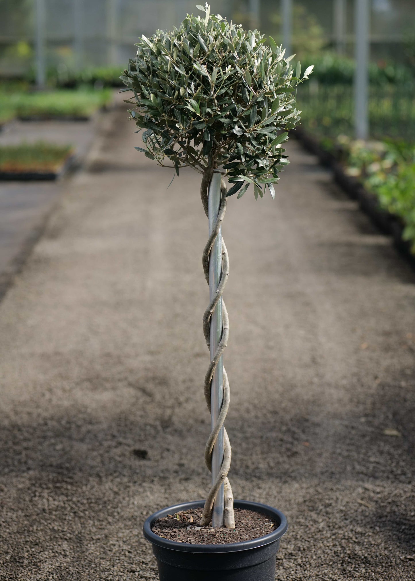 Olive Twisty