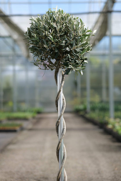 Olive Twisty