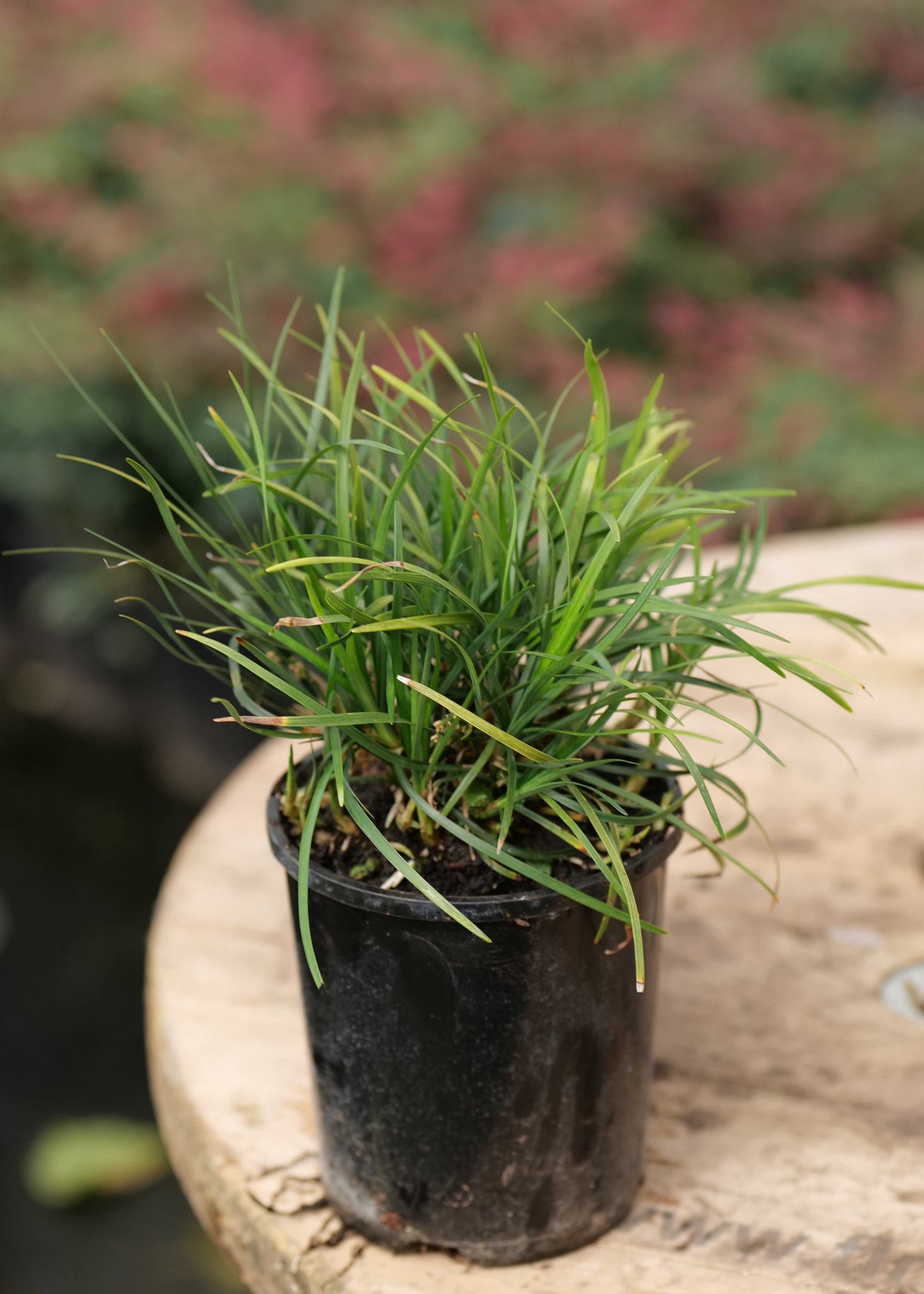 Mondo Grass potted plant on a wooden surface with a blurred garden background