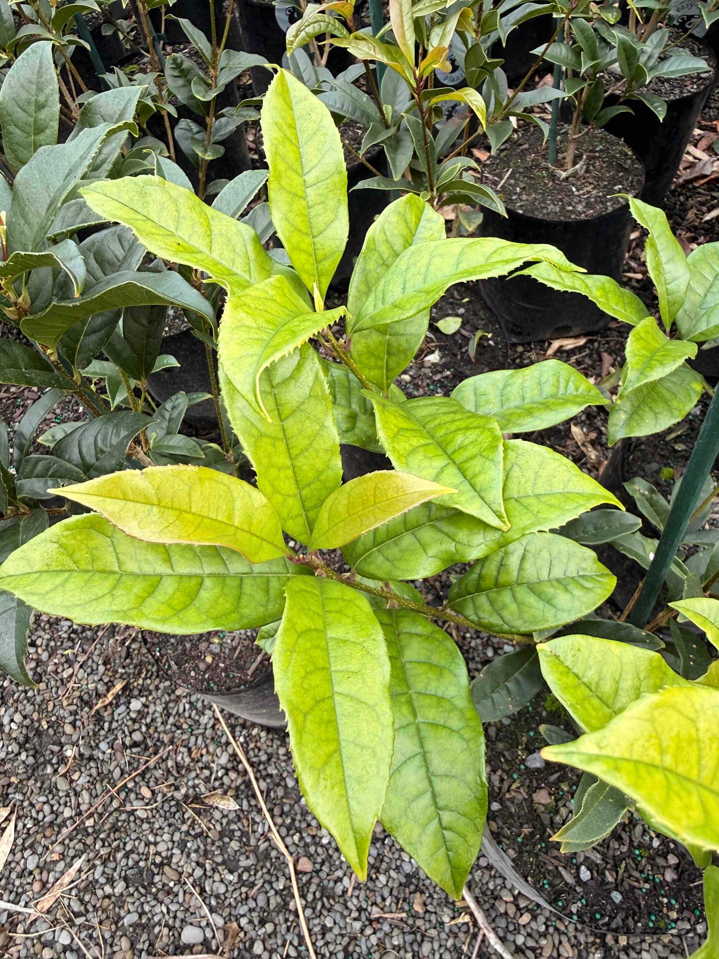 Close-up of Osmanthus Fragrans Aurantiacus with leaves in an outdoor setting