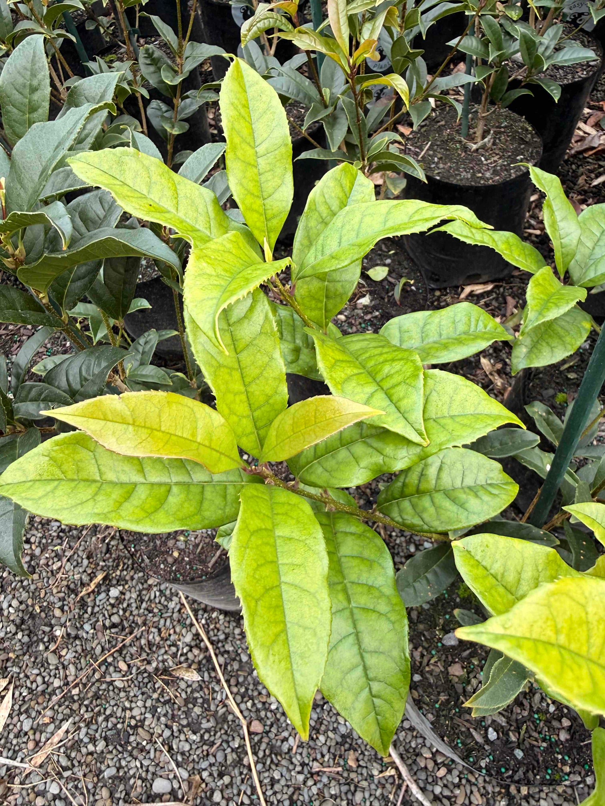 Close-up of Osmanthus Fragrans Aurantiacus with leaves in an outdoor setting